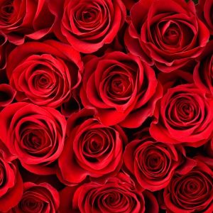 Red Roses