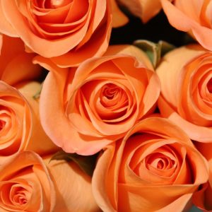 Orange Roses