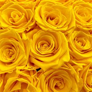 Yellow Roses
