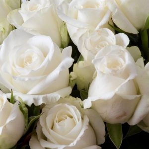 White Roses