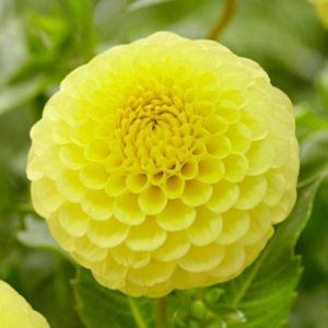 Yellow Dahlias