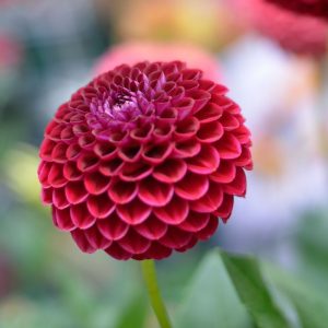 Red Dahlias
