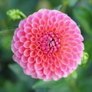 Pink Dahlias