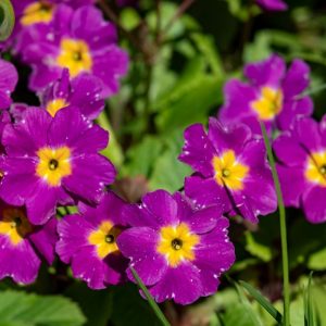 Purple Primrose