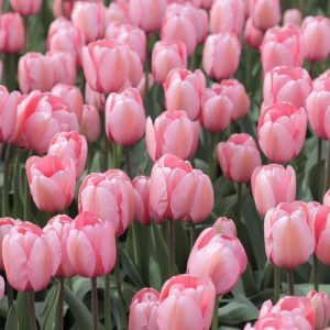 Pink Tulips