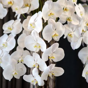 White Orchids