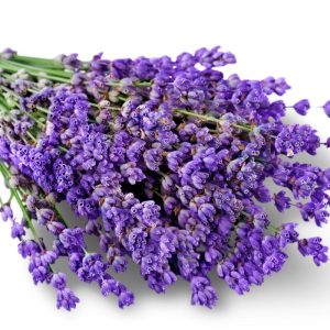 Purple Lavender