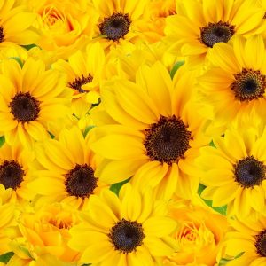 Yellow Sunflowers