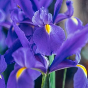 Purple Irises