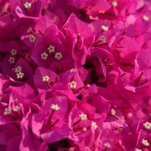 Pink Bougainvilleas