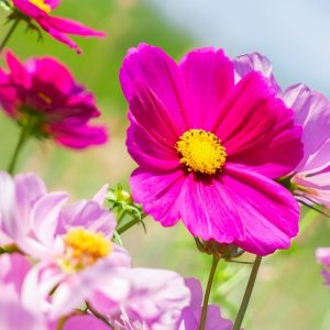 Pink Cosmos