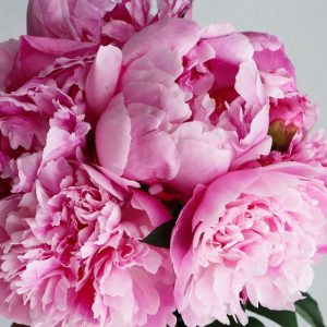Pink Peony's